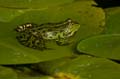 Teichfrosch (Rana kl. esculenta) - 20